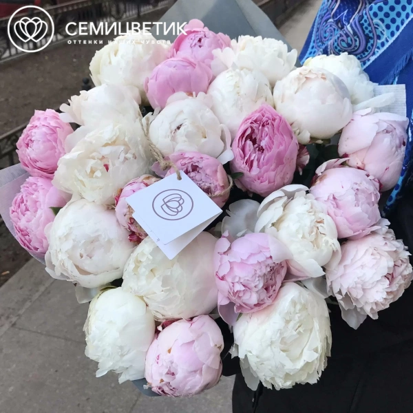 Букет из 25 белых и розовых пионов Premium в белой пленке