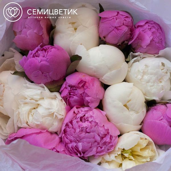 Букет из 15 ярко-розовых и белых пионов Standart Plus в прозрачной пленке
