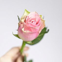 Роза (Кения) 40 см Розовая с фисташковой каймой поштучно