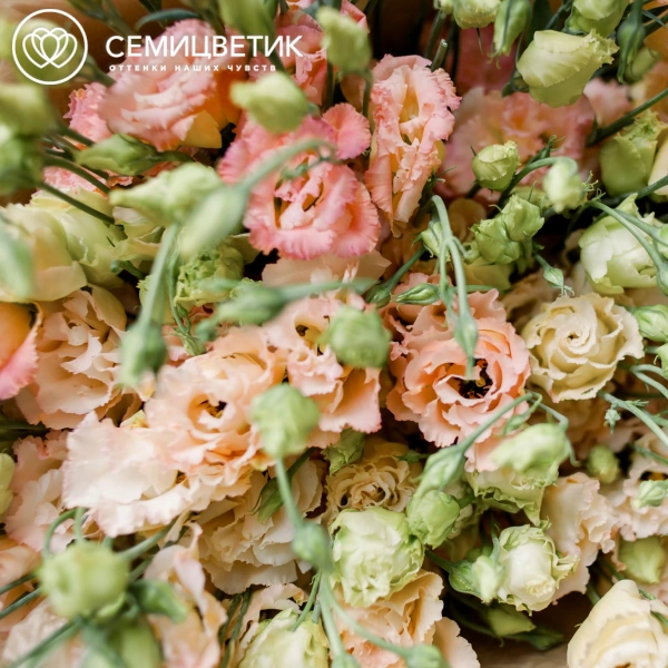 Букет из 25 розовых махровых лизиантусов в кремовой пленке