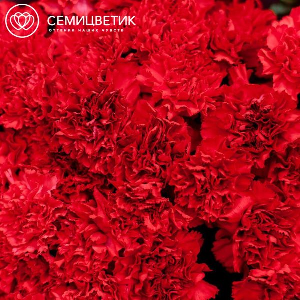 Букет из 51 красной гвоздики