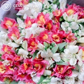 Букет из 51 альстромерии в белых и розовых тонах в бордовой пленке