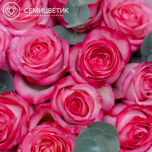 Букет из 11 кремовых с розовой каймой роз Caroussel 50 см (Эквадор) с эвкалиптом
