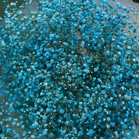 Букет из 11 голубых гипсофил в прозрачной пленке