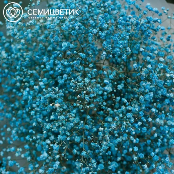 Букет из 11 голубых гипсофил в прозрачной пленке