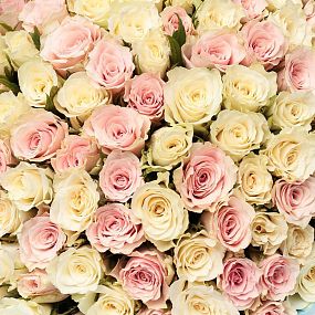 Букет из 101 белой и нежно-розовой розы 30 см (Кения)