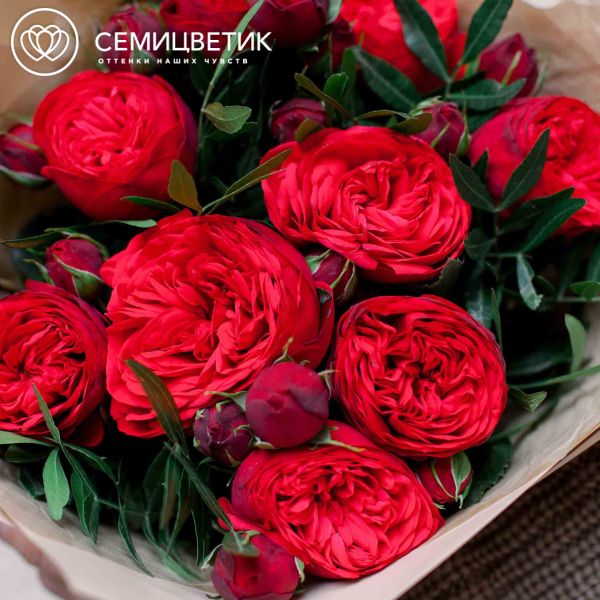 Букет из 9 красных кустовых пионовидных роз Red Piano 40 см с фисташкой