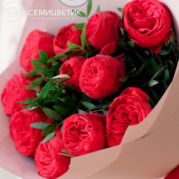 Букет из 11 красных пионовидных роз Red Piano 40 см с фисташкой в розовой пленке