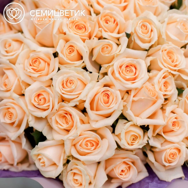 Букет из 51 кремовой розы Пич Аваланш 40 см (Россия) в сиреневой пленке