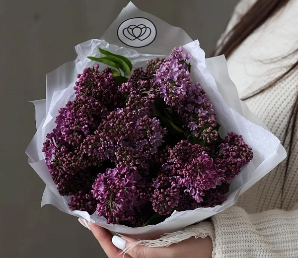 Сезон сирени открыт