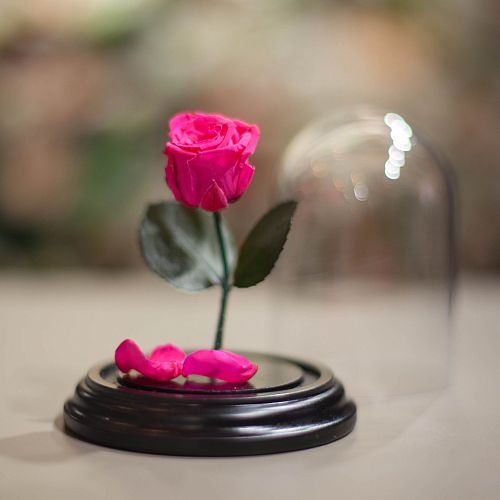 Ярко-розовая роза в колбе 12 см