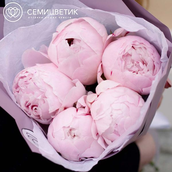 Букет из 5 розовых пионов Premium