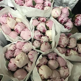 Букет из 17 розовых пионов Premium с зеленью