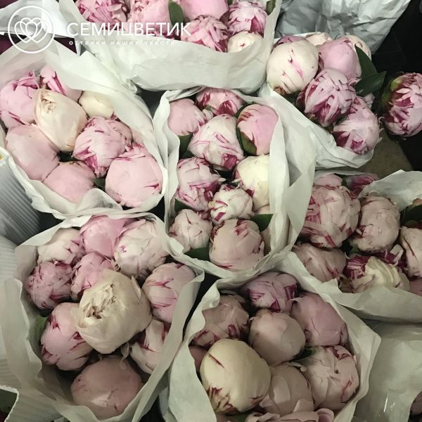 Букет из 17 розовых пионов Premium с зеленью