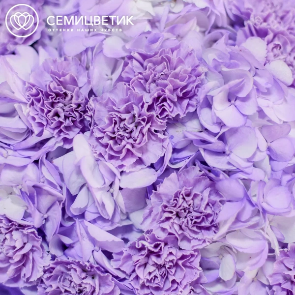 Букет из 3 фиолетовых гортензий и 10 сиреневых гвоздик в розовой пленке