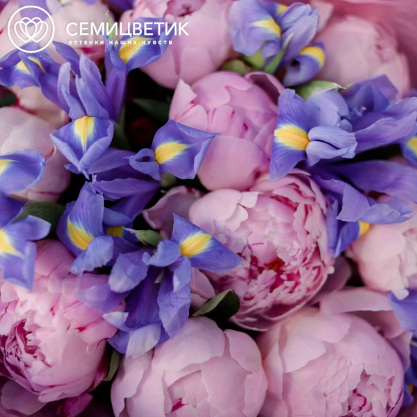 Букет из 10 розовых пионов Premium и 15 синих ирисов в сиреневой пленке