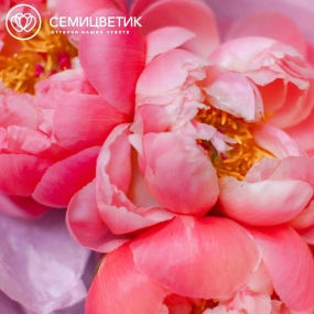 Букет из 3 коралловых пионов Coral Sunset Premium в розовой пленке