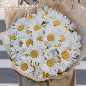 Букет из 51 одноголовой ромашки в упаковке