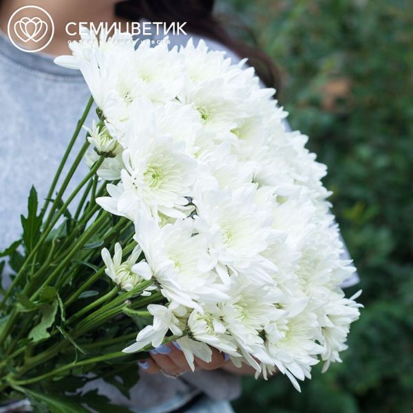Траурный букет из 10 белых кустовых хризантем