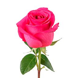 Роза (Эквадор) 50 см Pink Floyd Ярко-розовая поштучно