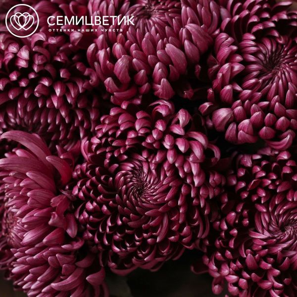 Букет из 7 одноголовых фиолетовых хризантем