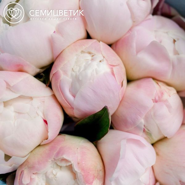 Букет из 9 нежно-розовых пионов Gardenia Premium