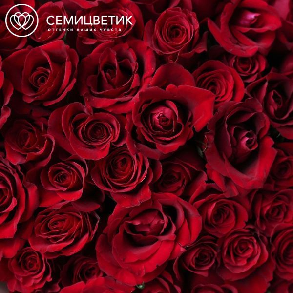 Букет из 51 красной розы Ever Red 70 см (Кения) в кремовой упаковке