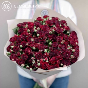 Букет из 25 красных кустовых роз 70 см (Россия) в кремовой пленке