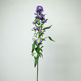 Астра Кустовая Микс поштучно