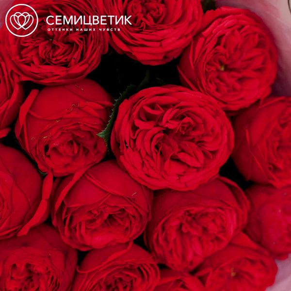 Букет из 15 красных пионовидных роз Red Piano 40 см