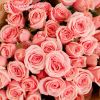 Букет из 15 розовых кустовых роз (Эквадор) 40 см