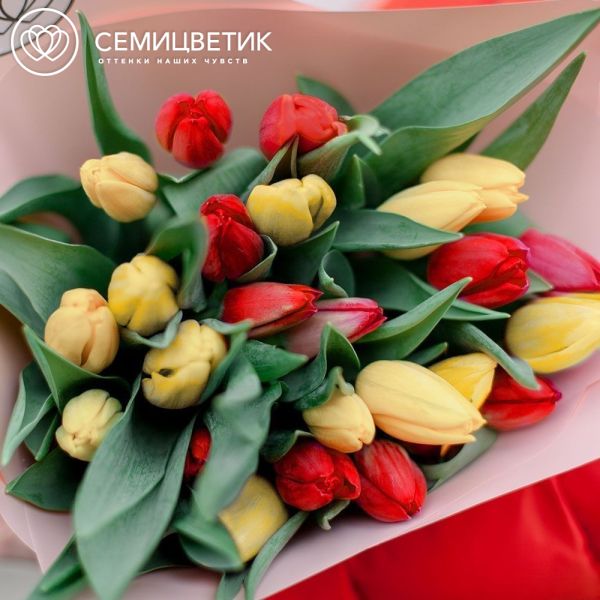 Букет из 25 желтых и красных тюльпанов 40 см в кремовой пленке
