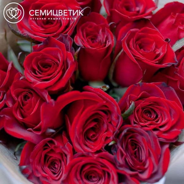 Букет из 15 красных с темной каймой роз Магия 60 см (Россия)
