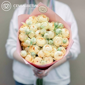 Букет из 15 кремовых кустовых пионовидных роз 70 см (Россия) в розовой пленке