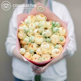Букет из 15 кремовых кустовых пионовидных роз 70 см (Россия) в розовой пленке