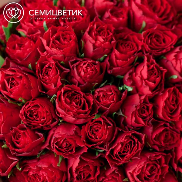 Букет из 51 красной розы (Кения) 40 см Standart в кремовой пленке