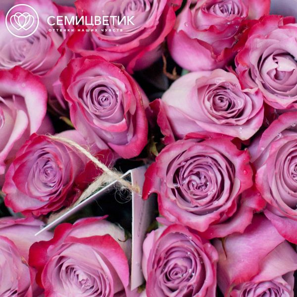 Букет из 15 сиреневых с фиолетовой каймой роз Deep Purple 50 см (Эквадор)