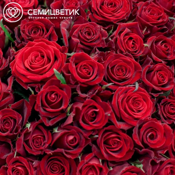 Букет из 51 красная роза 70 см (Россия)