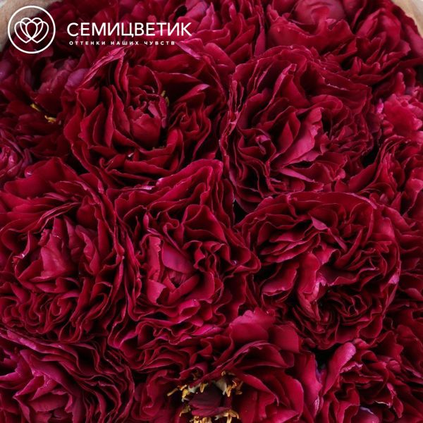 Букет из 15 бордовых пионов Old Faithful Standart Plus