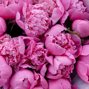 Букет из 15 ярко-розовых пионов Standart в розовой пленке