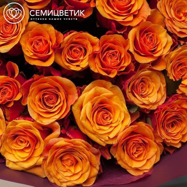 Букет из 25 желто-оранжевых роз 70 см (Россия) в бордовой пленке