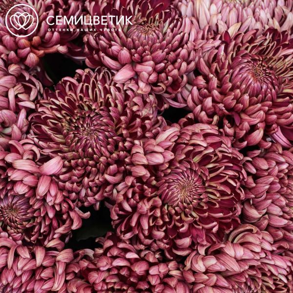 Букет из 9 одноголовых бордовых хризантем