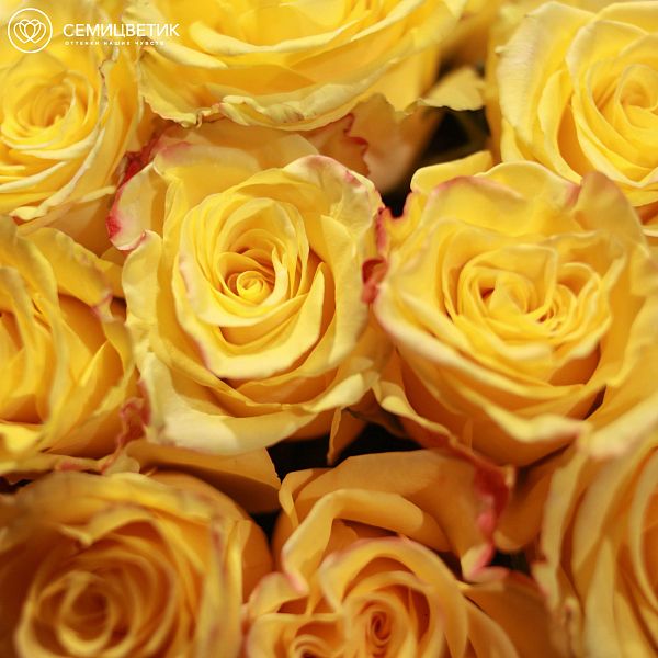 Букет из 7 желтых роз High Yellow Magic 50 см (Эквадор)