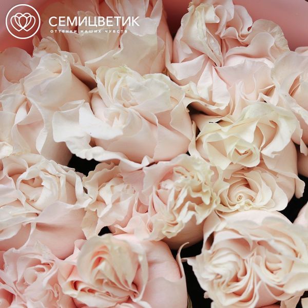 Букет из 15 кремовых пионовидных роз Cotton X-pression 70 см (Эквадор) в розовой упаковке