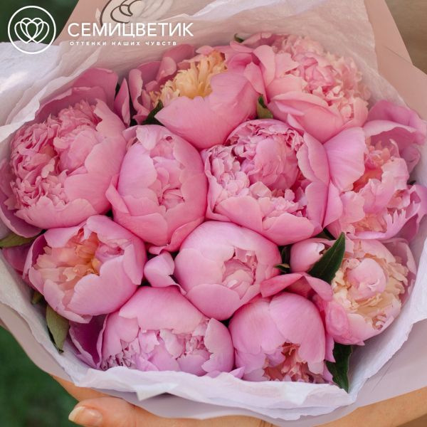 Букет из 11 розовых пионов Premium