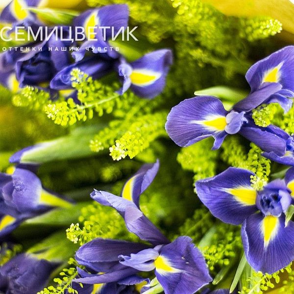 Букет из 25 синих ирисов и Грин Белла
