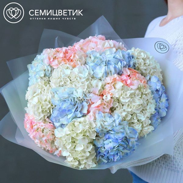Букет из 15 гортензий нежный микс в прозрачной пленке
