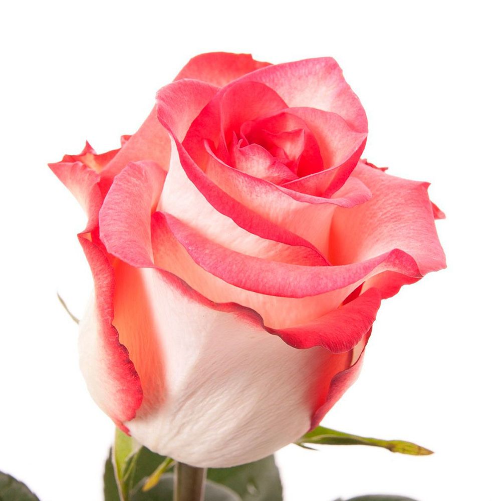 limbo роза эквадор