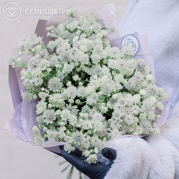 Букет из 25 белых астранций