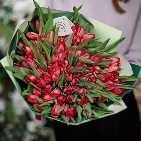 Букет из 101 малинового тюльпана в зеленой пленке